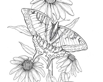 Eastern tiger swallowtail educational coloring book digital printout for teachersparentshomeschool