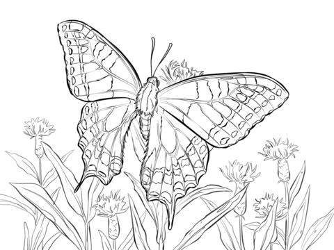 Old world swallowtail coloring page free printable coloring pages