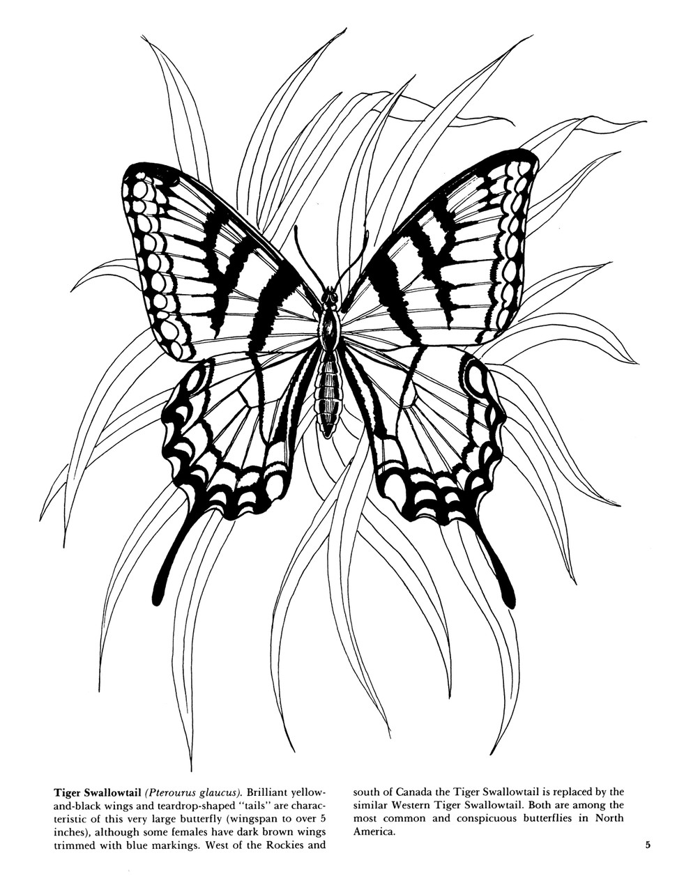 Butterflies coloring book