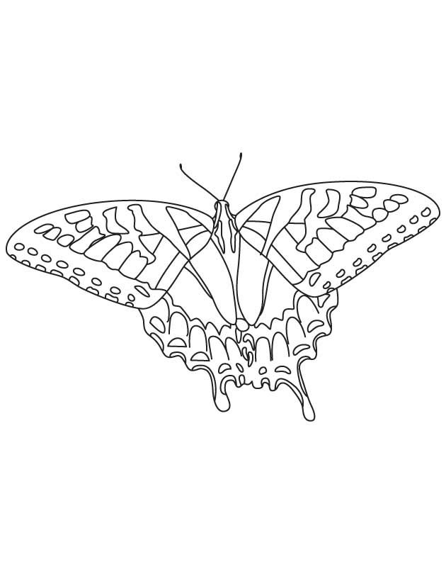 Alabama state butterfly swallowtail butterfly butterfly coloring page bird coloring pages swallowtail butterfly