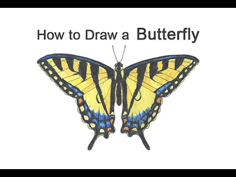 How to draw a butterfly tiger swallowtail