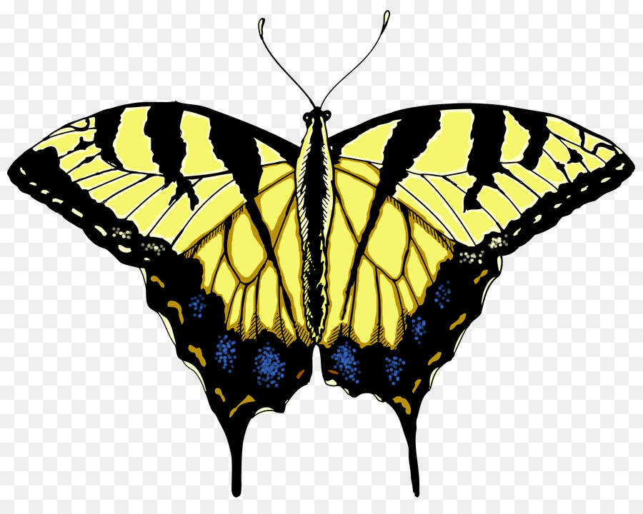 Monarch butterfly drawing png download