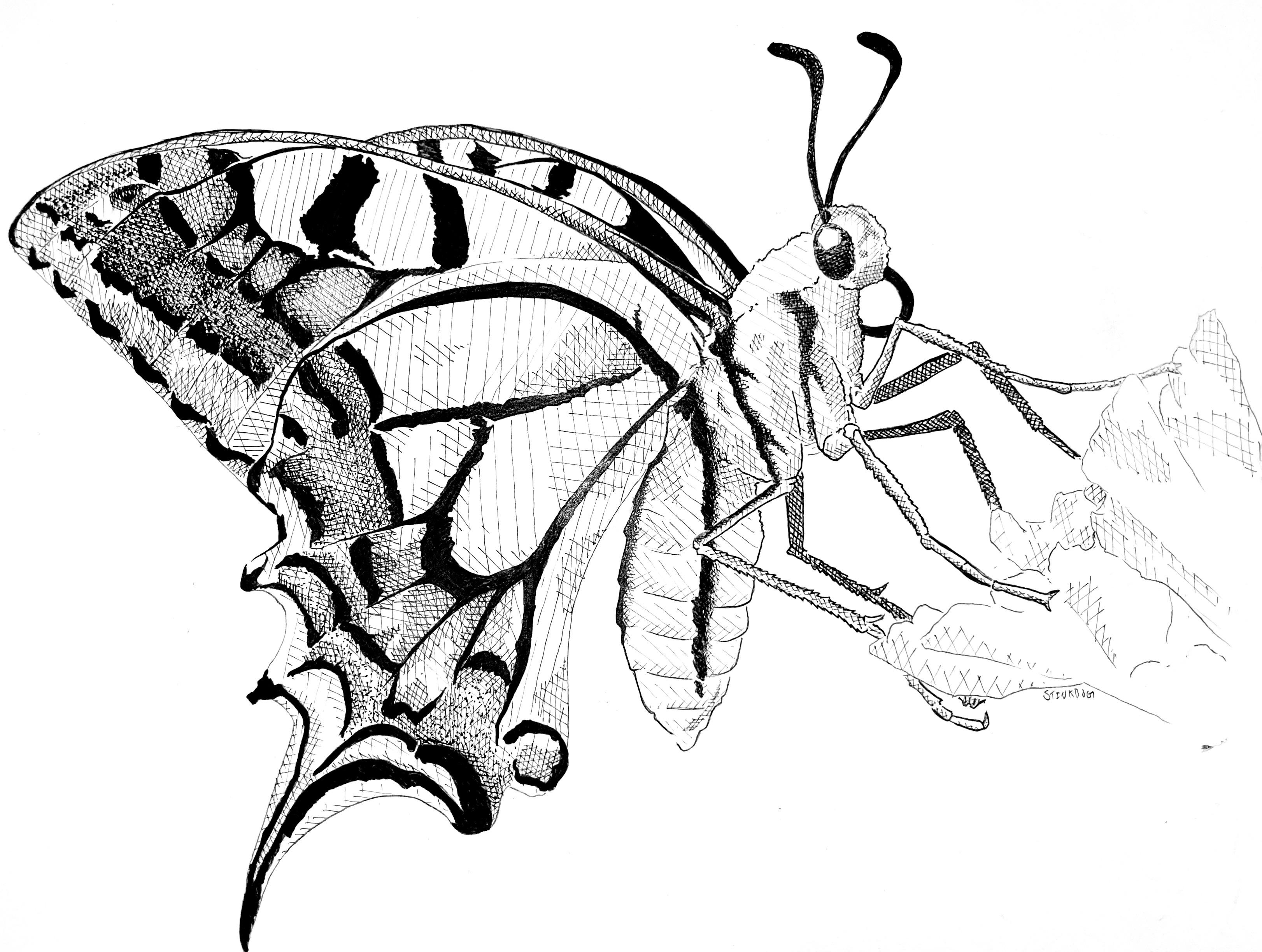 Eastern tiger swallowtail rdrawing