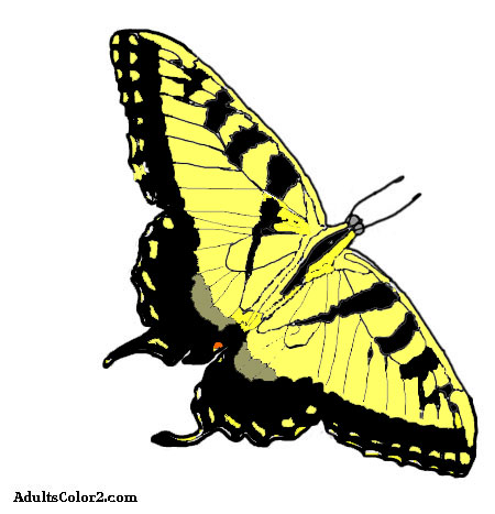 Butterfly coloring pages airborne art