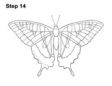 How to draw a butterfly tiger swallowtail video step