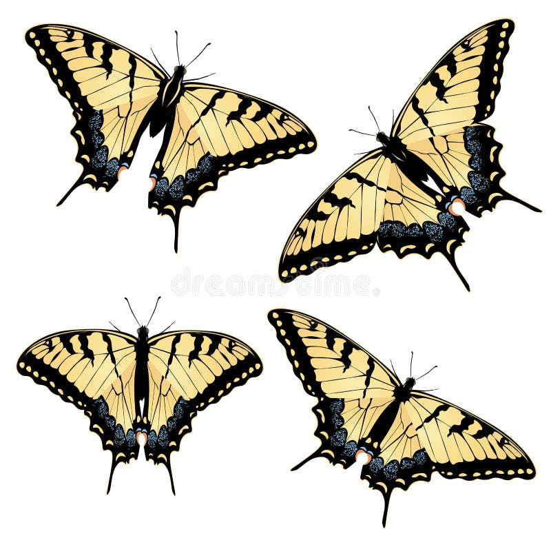 Tiger swallowtail butterfly stock illustrations â tiger swallowtail butterfly stock illustrations vectors clipart