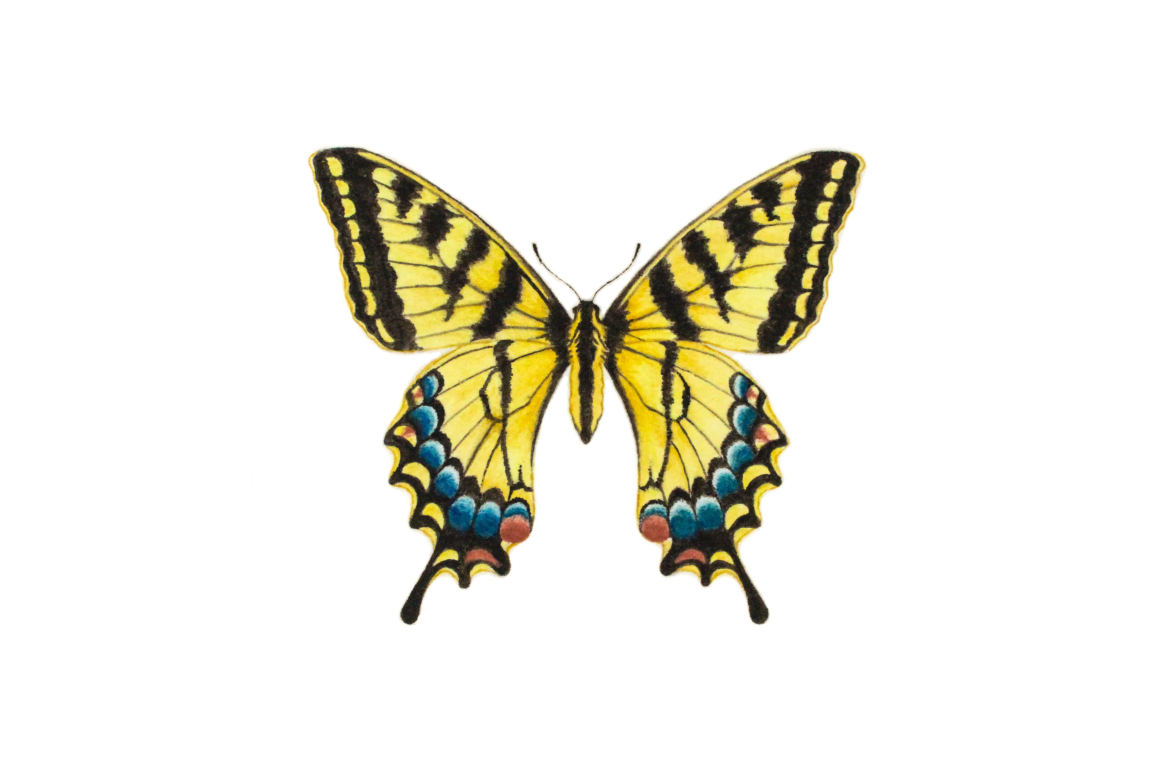 Tiger swallowtail butterfly paintable project digital download â greenleaf blueberry