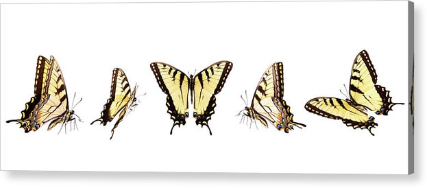 Tiger swallowtail butterflies in acrylic print by liliboas