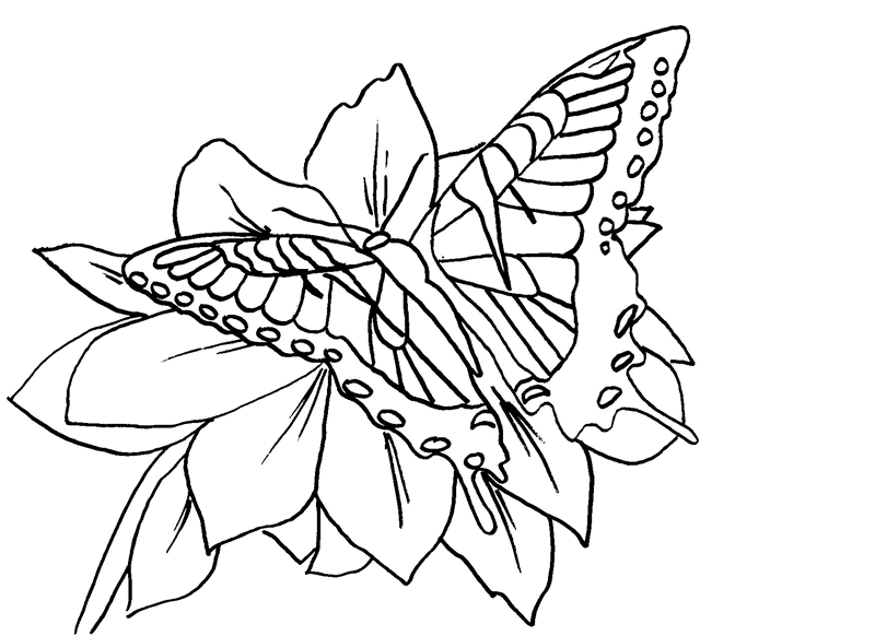 Free butterfly coloring pages tiger swallowtail butterfly coloring page animal coloring pages flower coloring pages