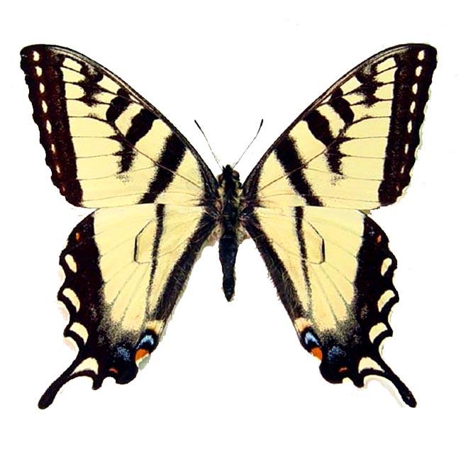 Papilio glaucus