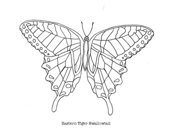 Butterflies of north america coloring pages by mama draw it tpt