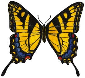 Butterfly eastern tiger swallowtail