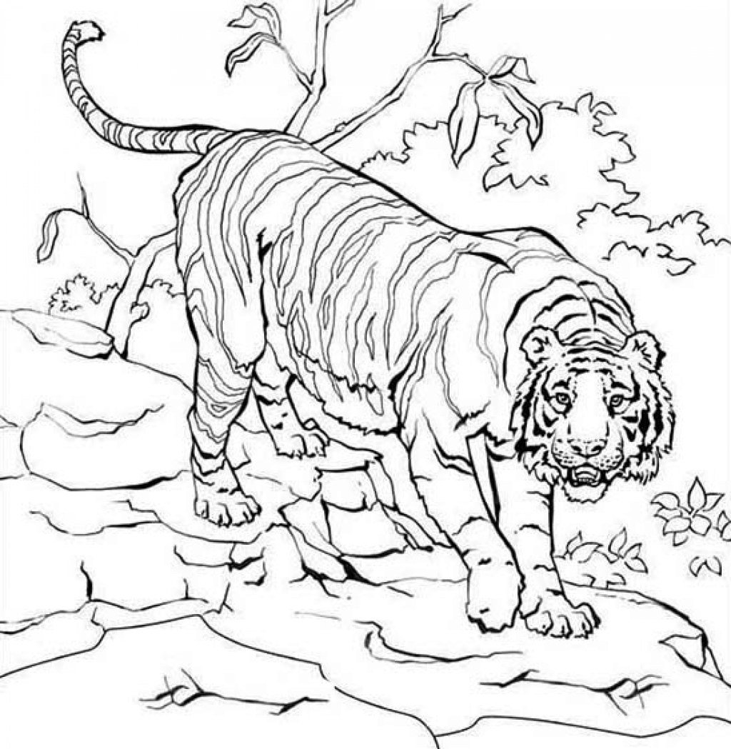 Coloring pages on x tiger habitat coloring pages httpstcovoulfrym httpstcowxwdlidlto x