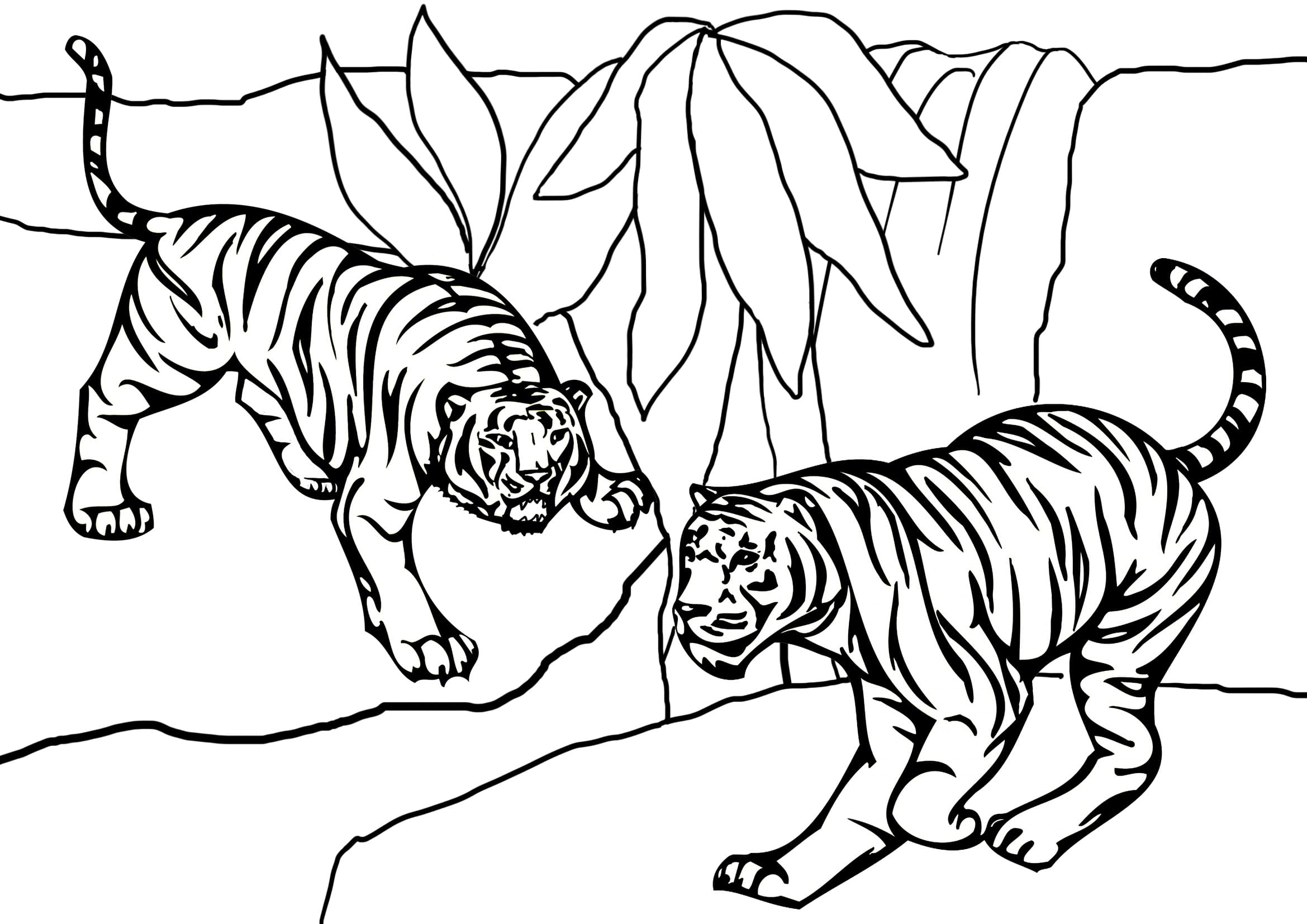 Tigers coloring page