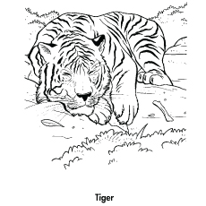 Top free printable tiger coloring pages online