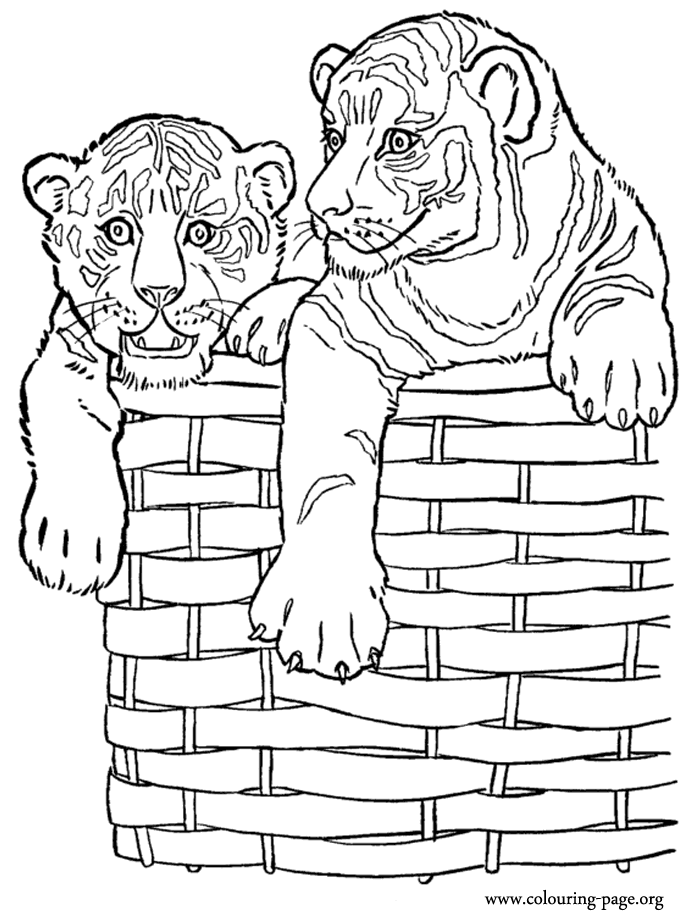 Tigers