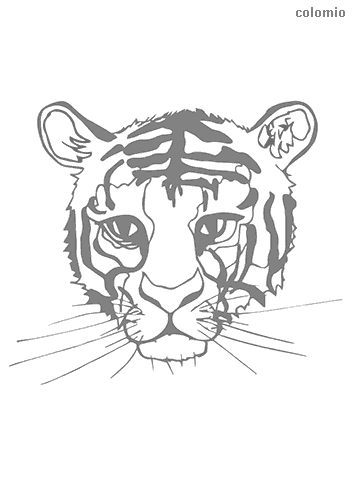 Tigers coloring pages free printable tiger coloring sheets