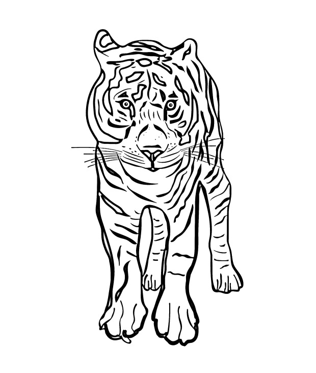 Tiger coloring pages a large collection print or download for free