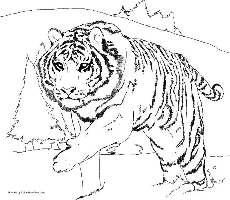 Siberian tiger coloring page disegni da colorare disegni colori