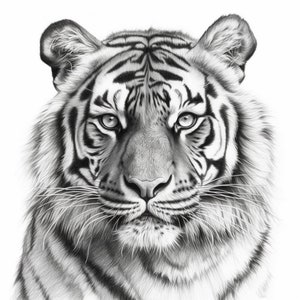 Tiger pencil drawing