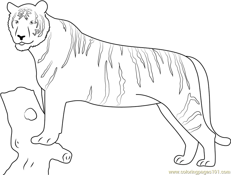 Panthera tigris coloring page for kids