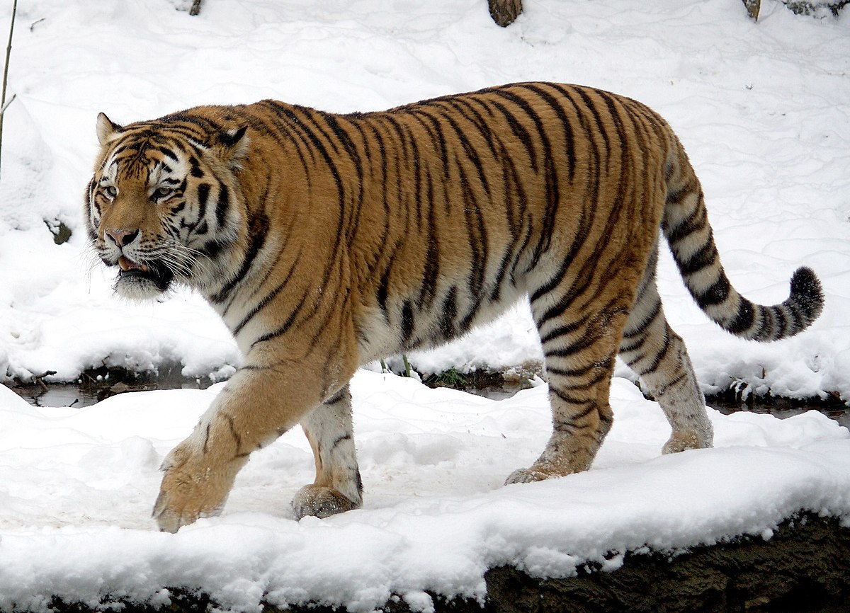 Siberian tiger