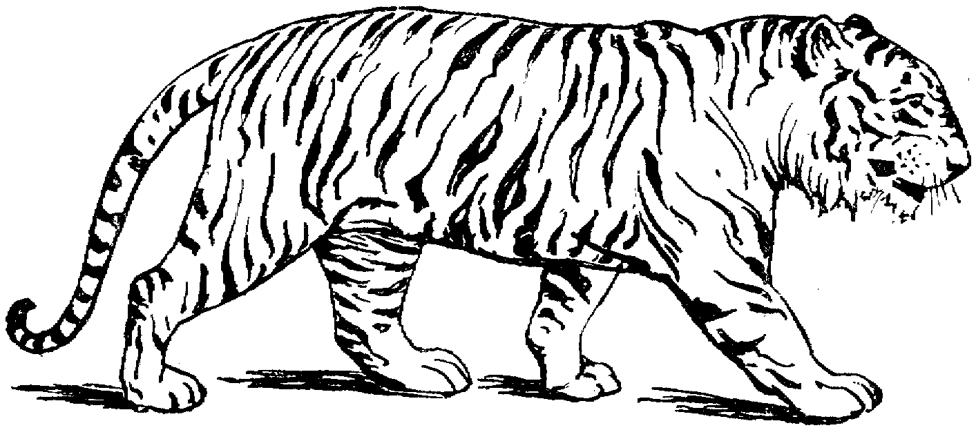 Free printable tiger coloring pages for kids coloring pages to print tiger pictures animal coloring pages