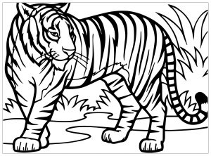 Colorear un tigre