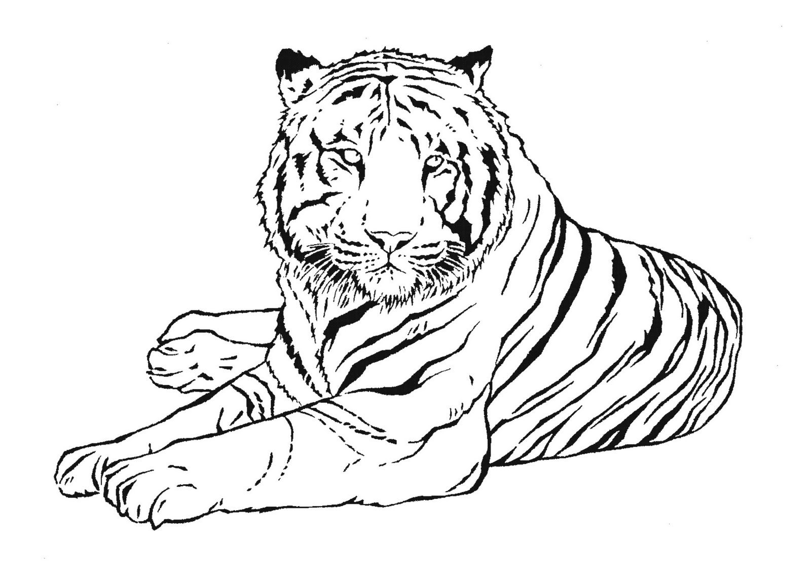 Printable tiger pictures to color colorful animal paintings animal coloring pages tiger art