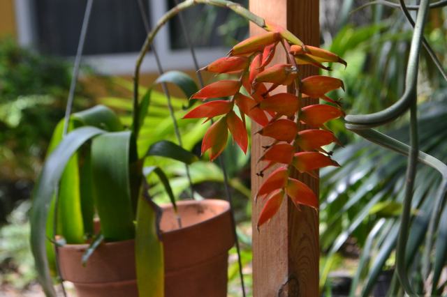 Tillandsia copanensis â daves plants