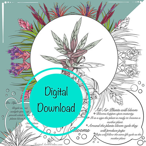 Educational air plant coloring sheets set of digital download air plant tillandsia