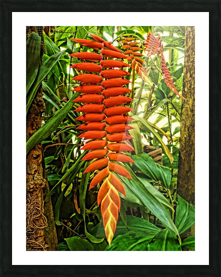 Tillandsia dyeriana bromeliad