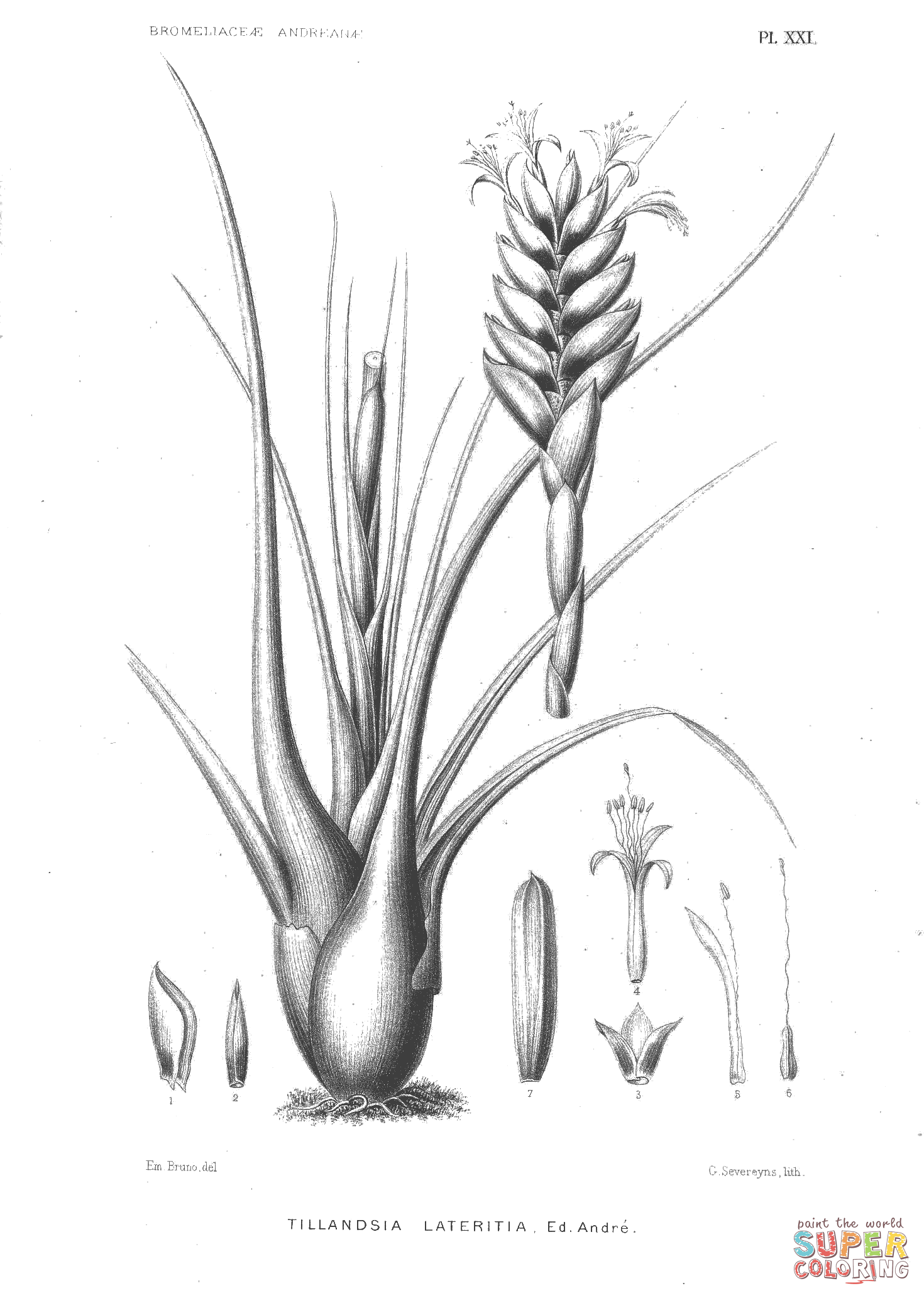 Tillandsia lateritia coloring page free printable coloring pages