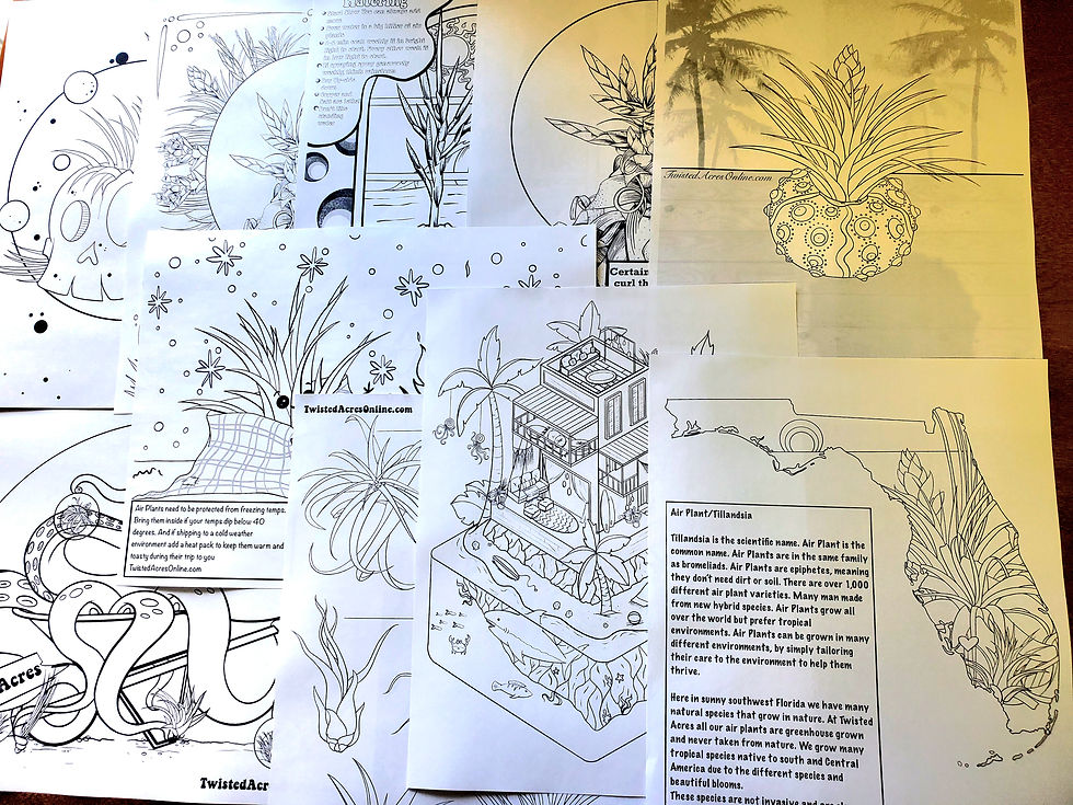 Educational air plant coloring sheets set of digital download air plant tillandsia