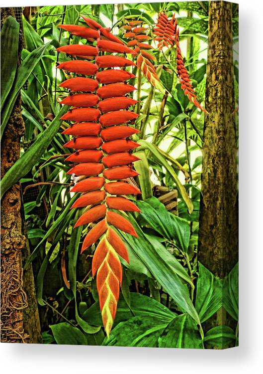 Tillandsia dyeriana bromeliad canvas print canvas art by hh photography of florida