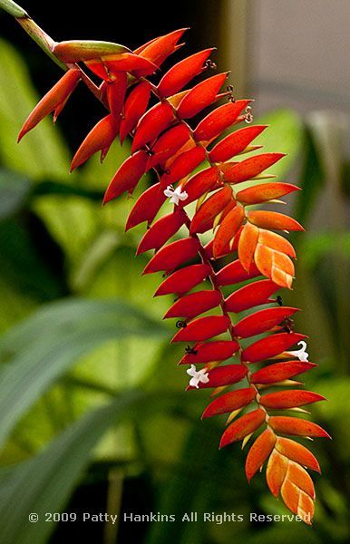 Tillandsia dyeriana beautiful flower pictures blog in bromeliads beautiful flowers pictures tillandsia