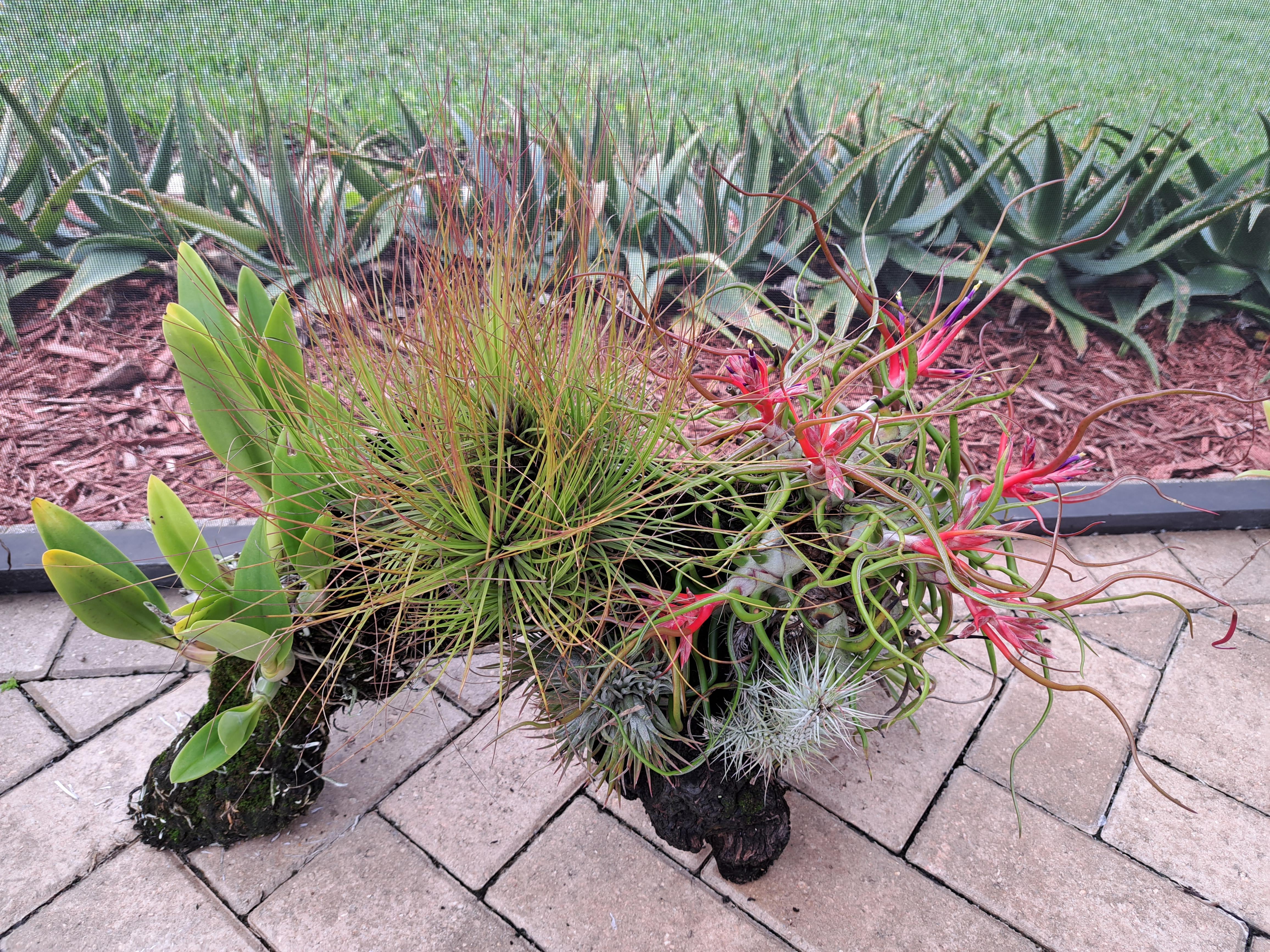 Tillandsia dyeriana care help