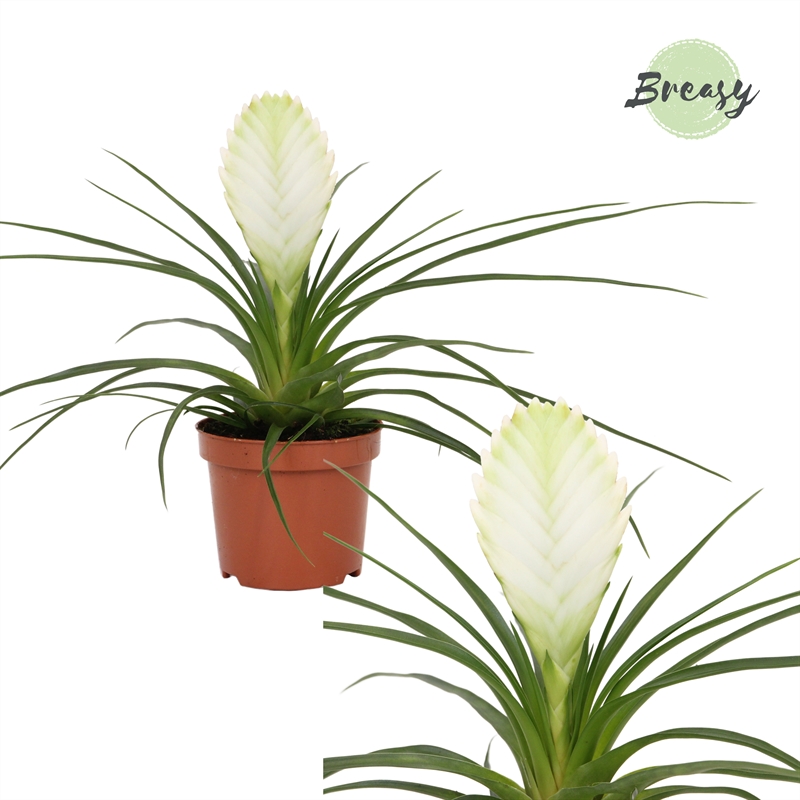 Tillandsia flowering indoor bromeliads flowering indoorplants indoorplants all products oz planten