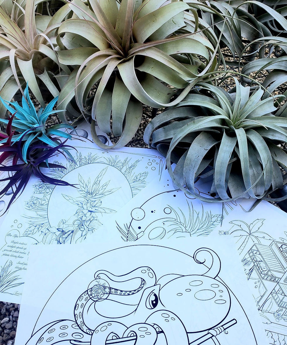 Educational air plant coloring sheets set of digital download air plant tillandsia