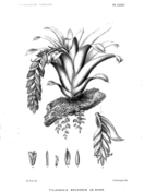 Tillandsia dyeriana coloring page free printable coloring pages