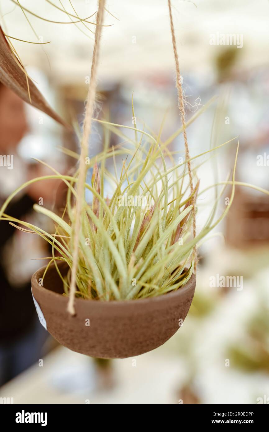 Blooming tillandsia hi