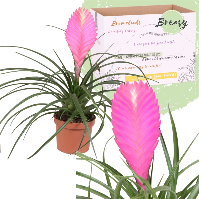 Tillandsia flowering indoor bromeliads flowering indoorplants indoorplants all products oz planten