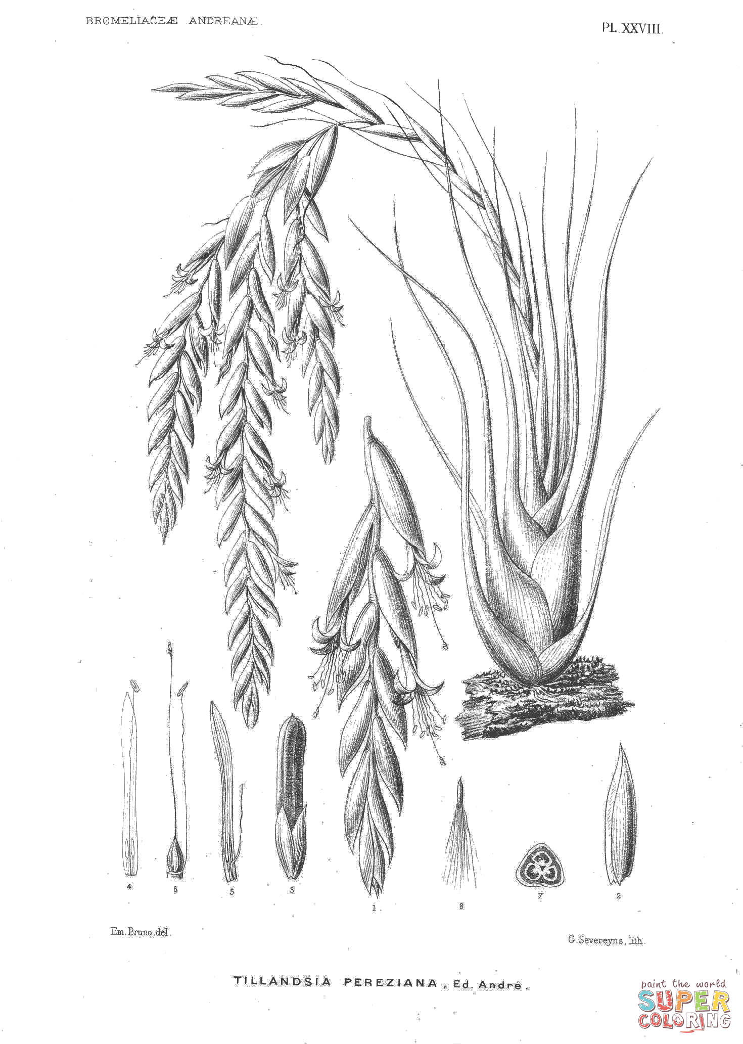 Tillandsia pereziana coloring page free printable coloring pages