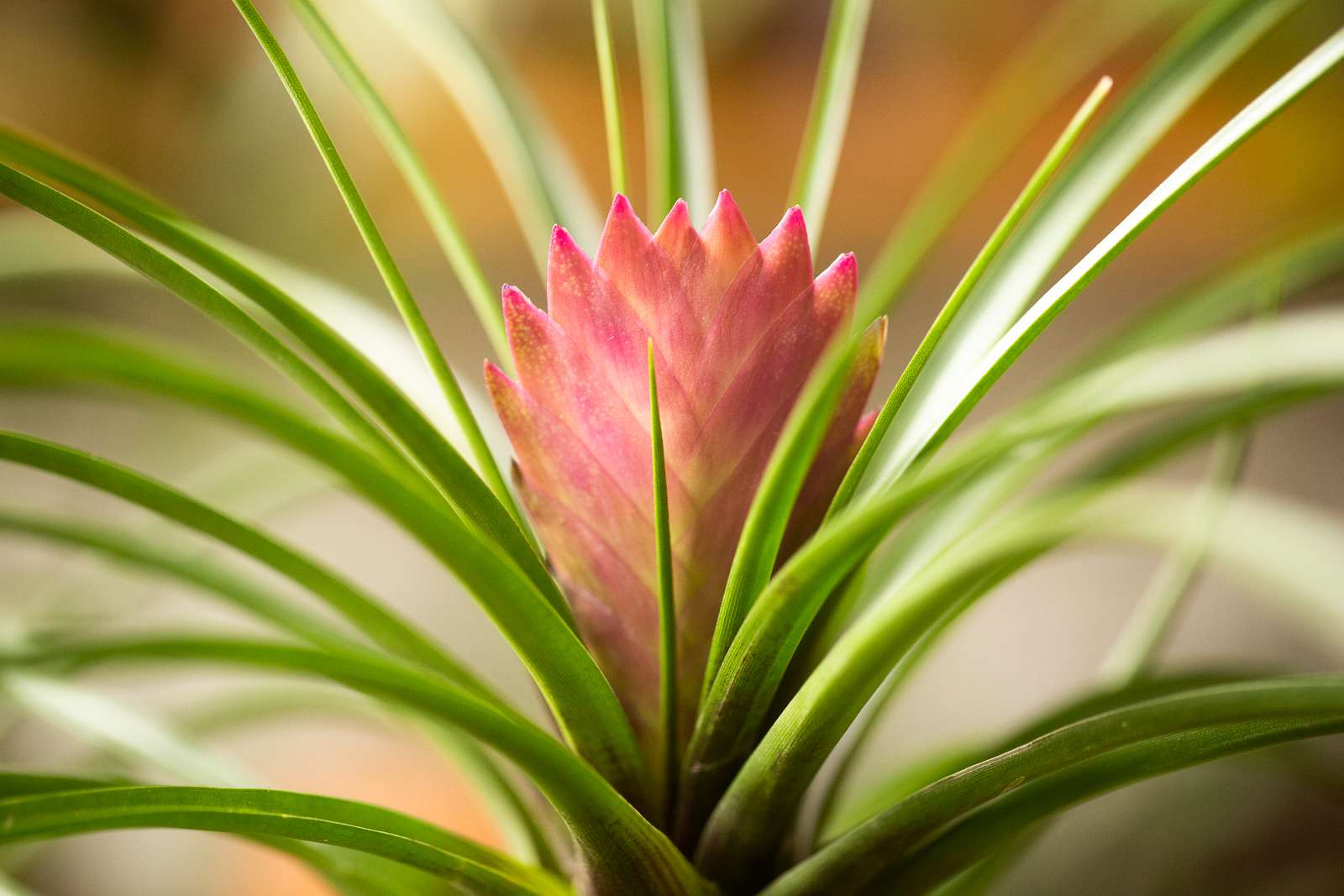 Tillandsia cyanea plant care growing guide