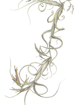 Tillandsia tillandsia site a