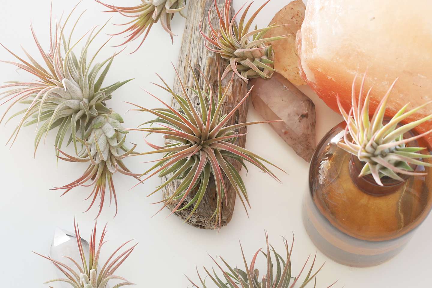 Air plant types to grow indoors