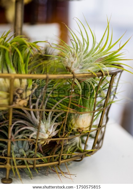 Tillandsia flower over royalty