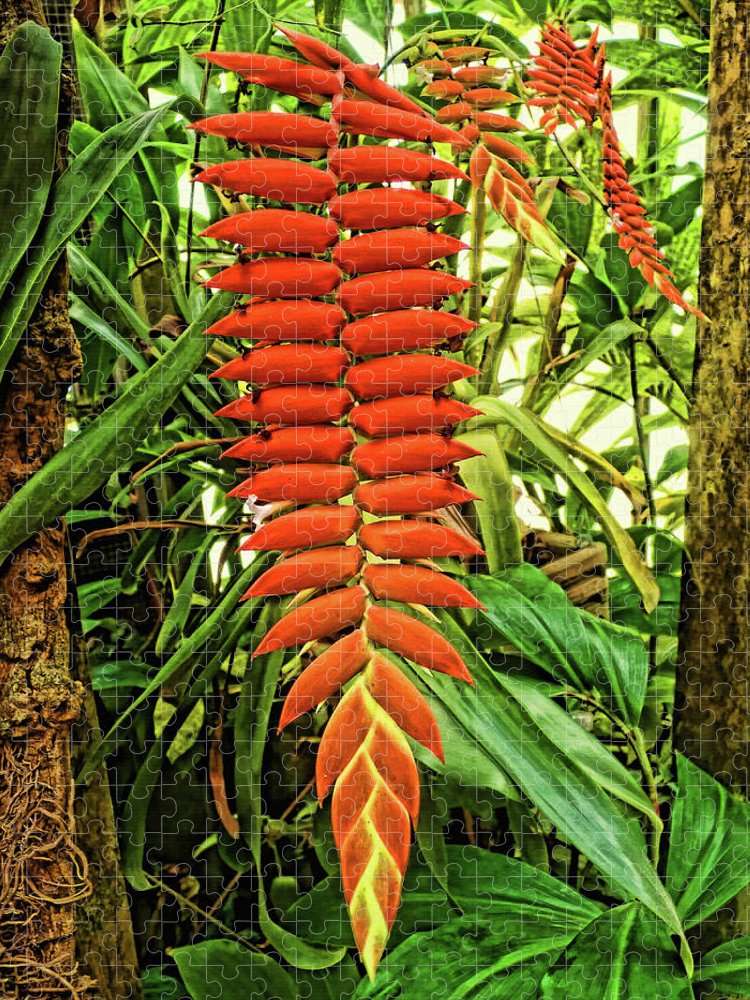 Tillandsia dyeriana bromeliad jigsaw puzzle by hh photography of florida