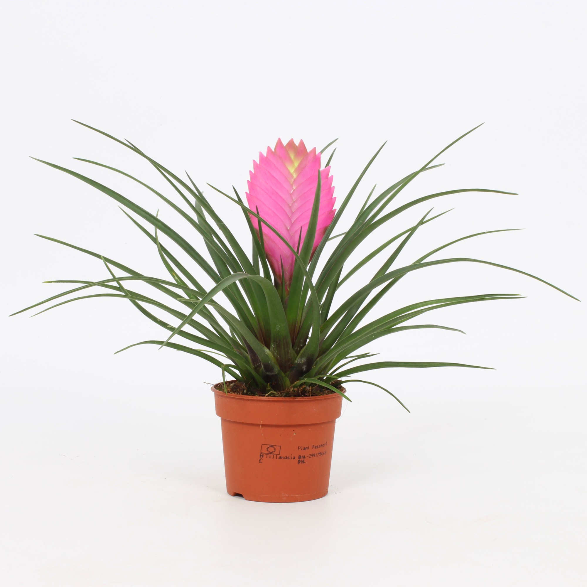 Tillandsia flowering indoor bromeliads flowering indoorplants indoorplants all products oz planten