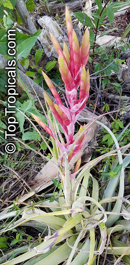 Tillandsia sp tillandsia